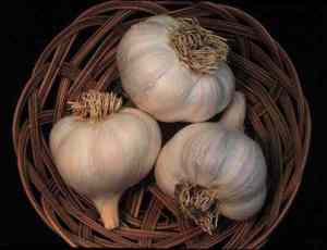 garlic garlic