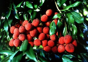 Lychee