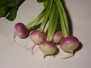 Brassica_rapa_turnip Brassica_rapa_turnip